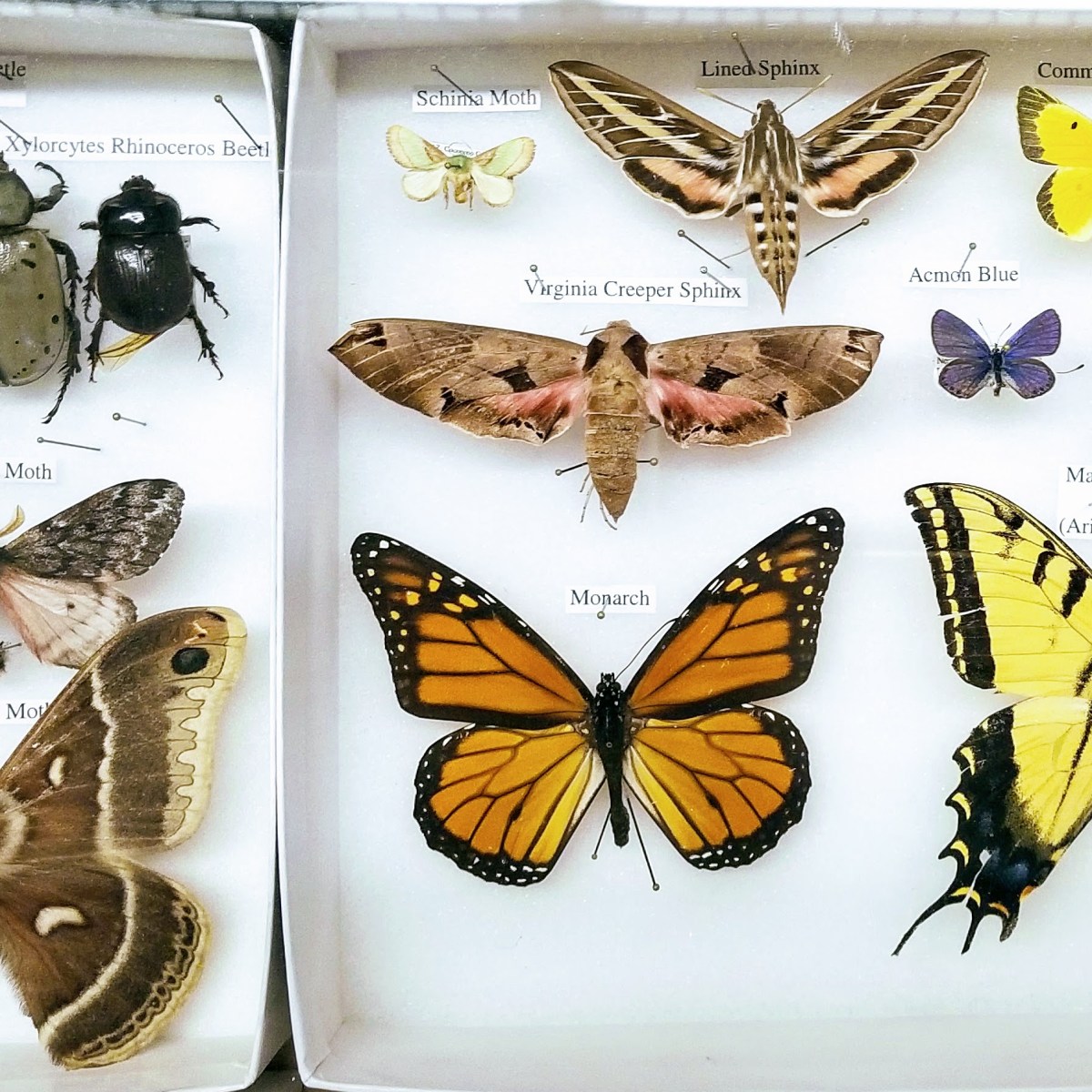 Museums & Autistic&nbsp;Joy/Empowerment