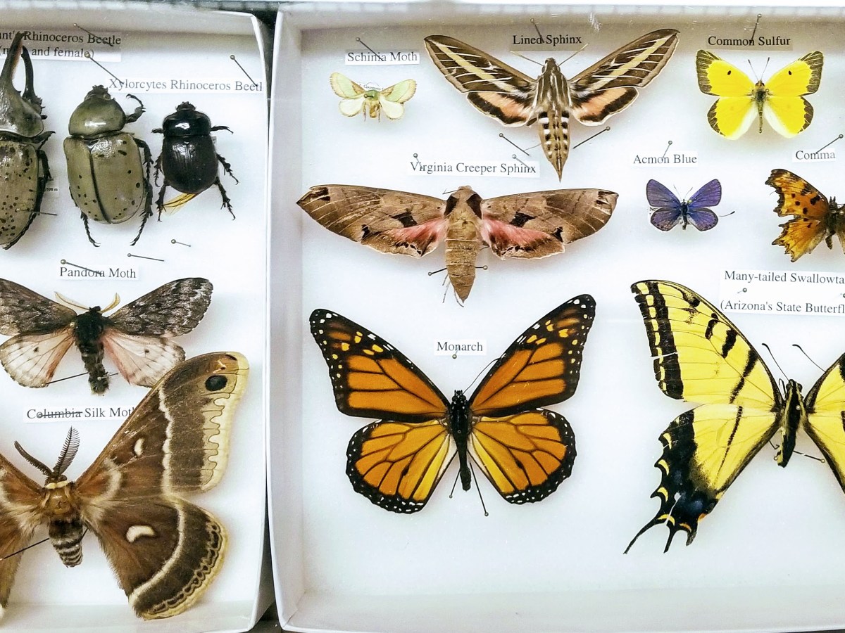 Museums & Autistic&nbsp;Joy/Empowerment