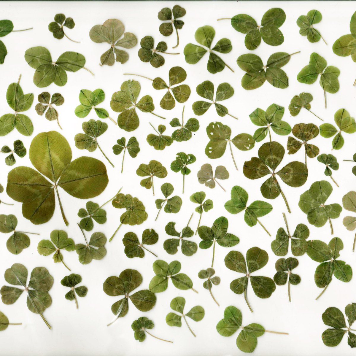 Autism is a Four-Leaf&nbsp;Clover